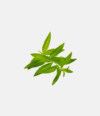 Lemon Verbena Tea