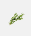 Rosemary Tea
