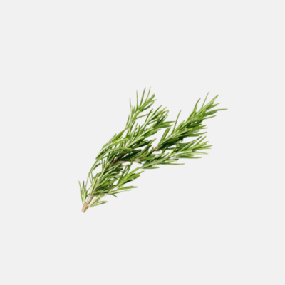 Rosemary Tea